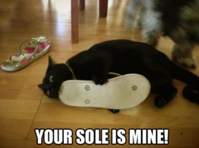 10 awesome goth cat memes