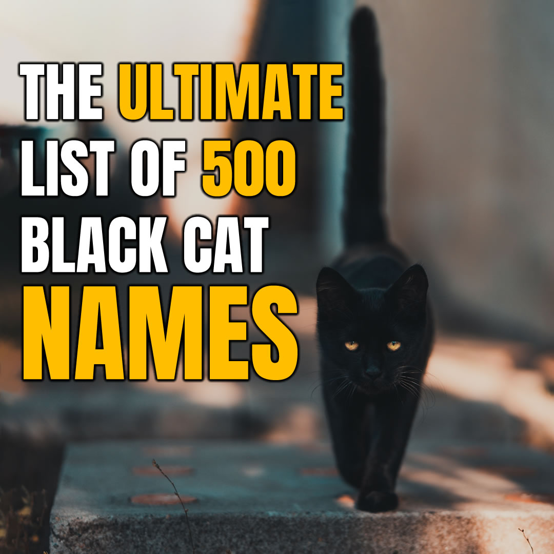 the ultimate list of 500 black cat names